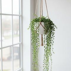 Buy String of Pearls (Large) Succulent Online in Pakistan | Hanging Trailing Plant