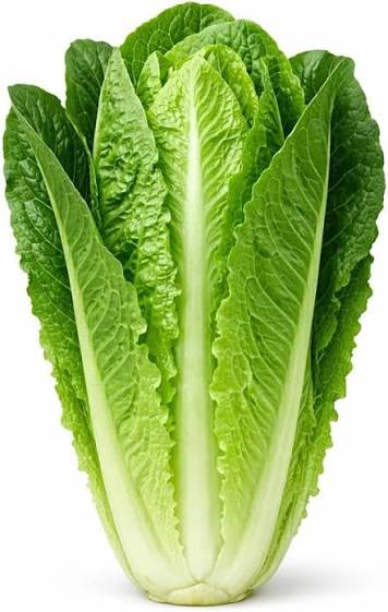 Romaine Hybrid Lettuce Seeds  Crisp, Nutritious & High Yield