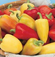 Romanian Yellow Pepper Seeds (Hybrid) – Sweet Bell Peppers