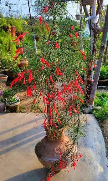Buy Russelia Plant (Fire Creeper)  Red Flowering Waterfall Plantsselia plant/ fire creeper