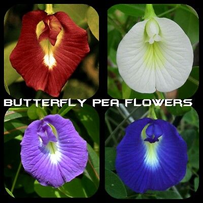 Buy Butterfly Pea Vine Flower Seeds (7 Mix Colors) in Pakistan  Clitoria Ternatea Climber
