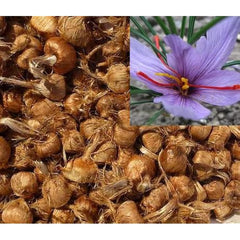 Irani Saffron 50 Bulbs  Authentic Spice Crocus for Home Growing