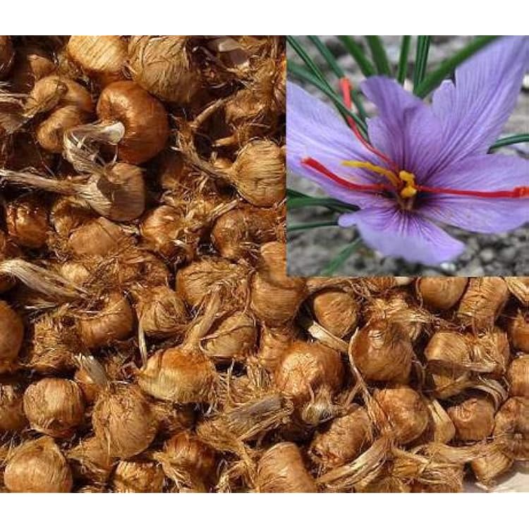 Irani Saffron 100 Bulbs  Authentic Spice Crocus for Home Growing