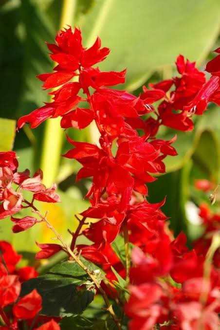 Salvia John St. Fire Seeds in Pakistan  Bright Red Seasonal Flowering Plants