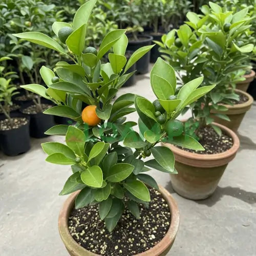 Sanjeelo Malta Plant  Sweet, Juicy & Premium Citrus Variety for Pakistan