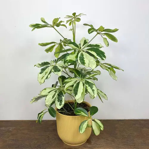Schefflera Plant