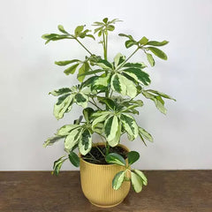 Schefflera Plant