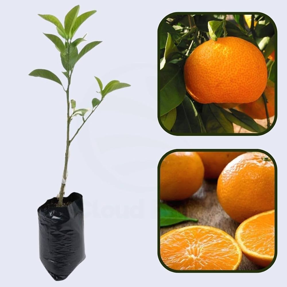 Seedless Kinnow (Kinnu) Plant  Premium Citrus Variety for Home Gardens