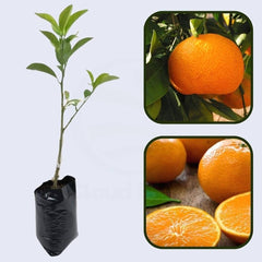 Seedless Kinnow (Kinnu) Plant  Premium Citrus Variety for Home Gardens