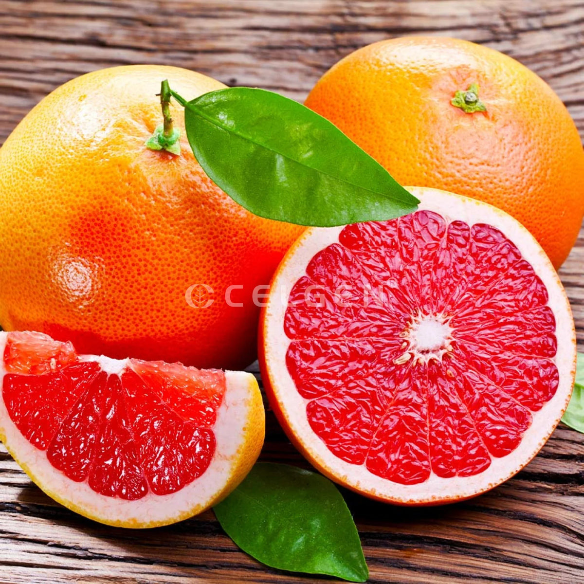 Seedless Grapefruit Plant  Premium Citrus Variety for Home Gardens