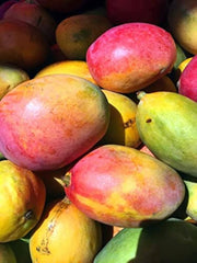 Shan-e-Khuda Mango Plant  1.5 Years Old