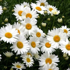 Shasta Daisy Seeds in Pakistan  Classic White and Yellow Blooming Flowers