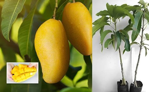 Sindhri Mango Plant  1.5 Years Old