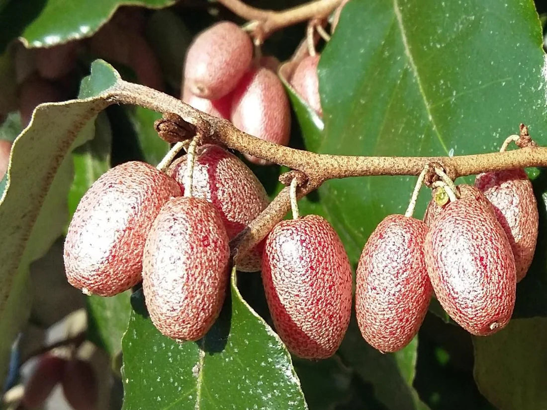 Silver Berry Plant (Elaeagnus)  Hardy, Fragrant, and Beautiful Foliage
