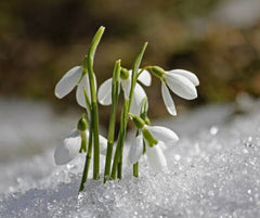 Snowdrop Flower Bulb  The First Sign of Spring