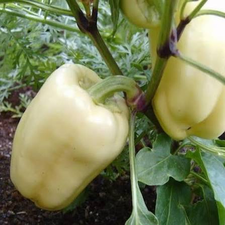 Soroksary Capsicum Seeds (Hybrid) – Sweet Bell Pepper for Kitchen Gardens