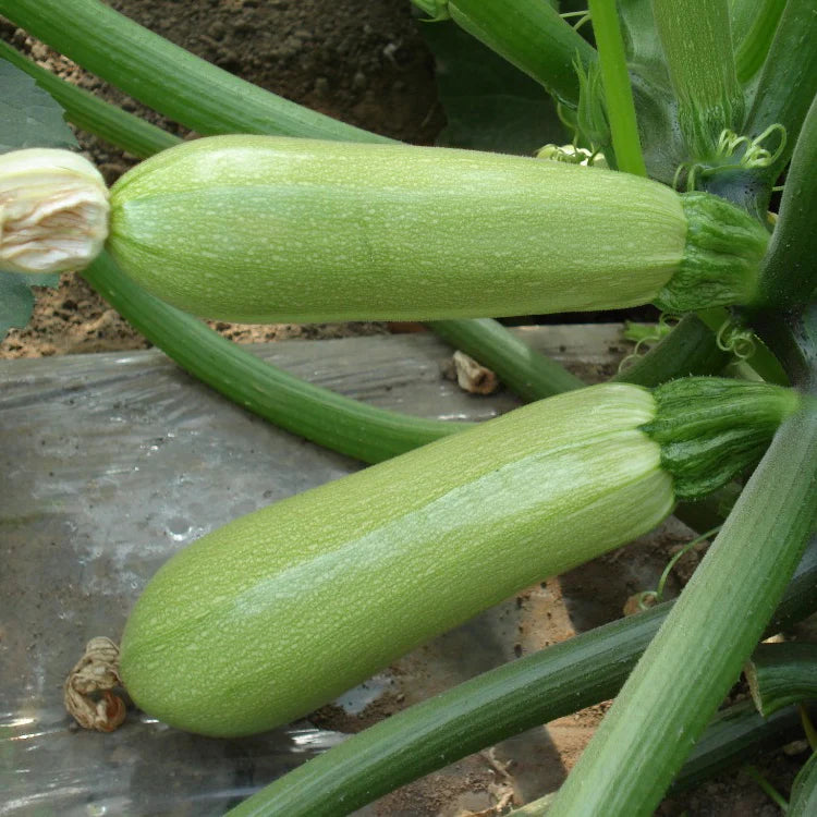 F1 Greyzini Squash Long Seeds (Hybrid) – Hybrid High Yield Summer Squash