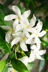 Star Jasmine Plant  Fragrant Evergreen Climber for Home & Garden