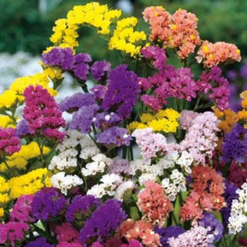Statice Pacific Mix Seeds in Pakistan  Colorful Cut Flower Seeds for Gardens