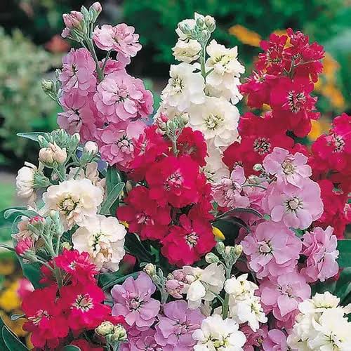 Stock Dwarf Mix Seeds in Pakistan  Fragrant Seasonal Flowering Plants