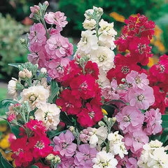 Stock Dwarf Mix Seeds in Pakistan  Fragrant Seasonal Flowering Plants