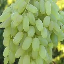 Sunderkhani Seedless Grapes 1-Year-Old Plant  Grafted Seedless Vine for Gardens
