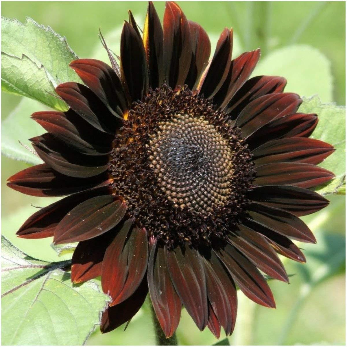 Sunflower Chocolate Seeds – Unique Brown Sunflower