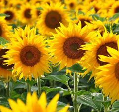 Sunflower Stripes (Yellow) Seeds – Unique Striped Dwarf Sunflower