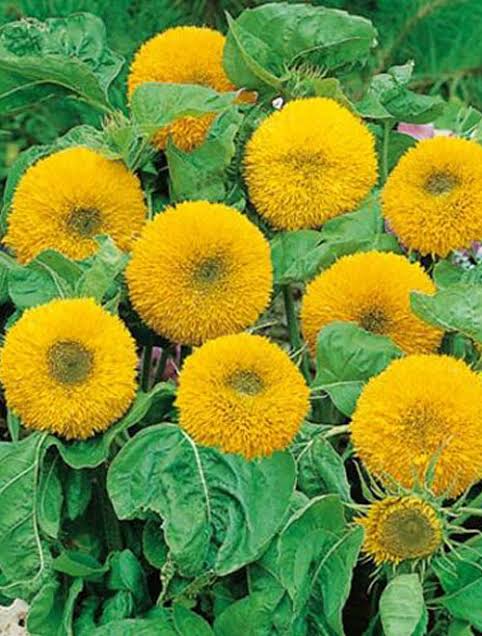 Sunflower Teddy Bear Seeds – Dwarf Fluffy Sunflower