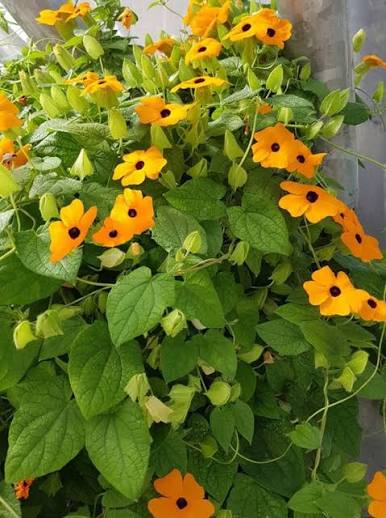 Susan Vine Seeds (Black-Eyed Susan Vine) – Fast Growing Summer Climber