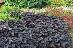 Sweet Potato Vine (Small Plant)  Vibrant Foliage for Home & Garden