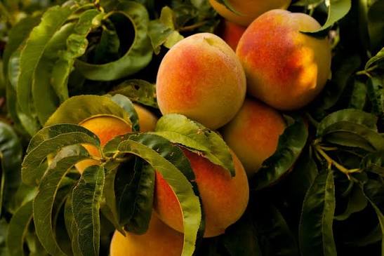 Nectarine / Peach Plant  Sweet, Juicy Home-Grown Fruit Tree