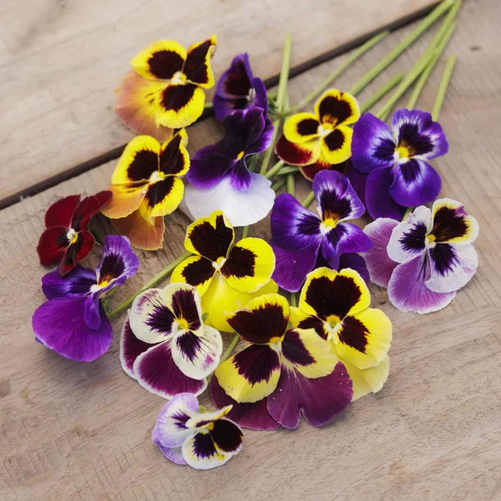 Pansy Swiss Giants Mix  Large Blooms, Premium Winter Flower Seeds