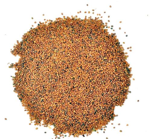 Hybrid Tara Mira (  ) Seeds