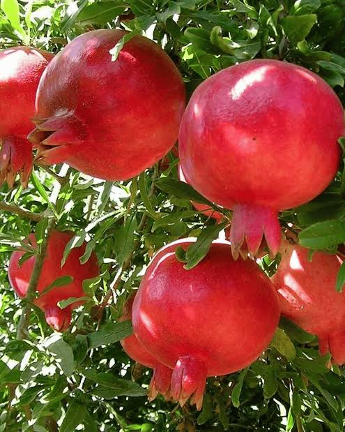 Tarnab Anar (Pomegranate) Plant  Grafted, 2 Years Old, Premium Fruit Variety