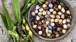 Tasbeeh Dana Seeds  10 Seeds Pack