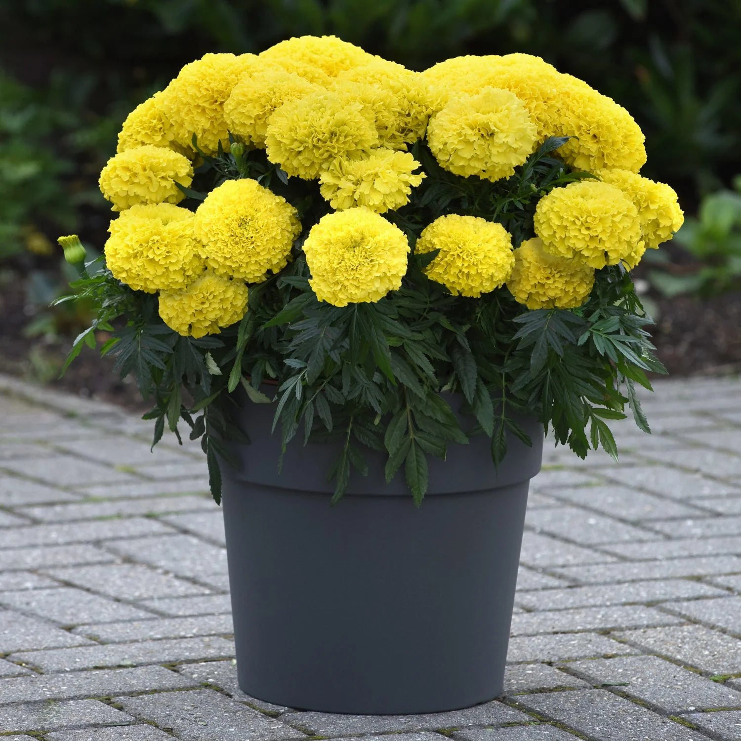 F1 African Marigold Yellow Seeds in Pakistan  Hybrid Winter Flower Seeds for Gardens