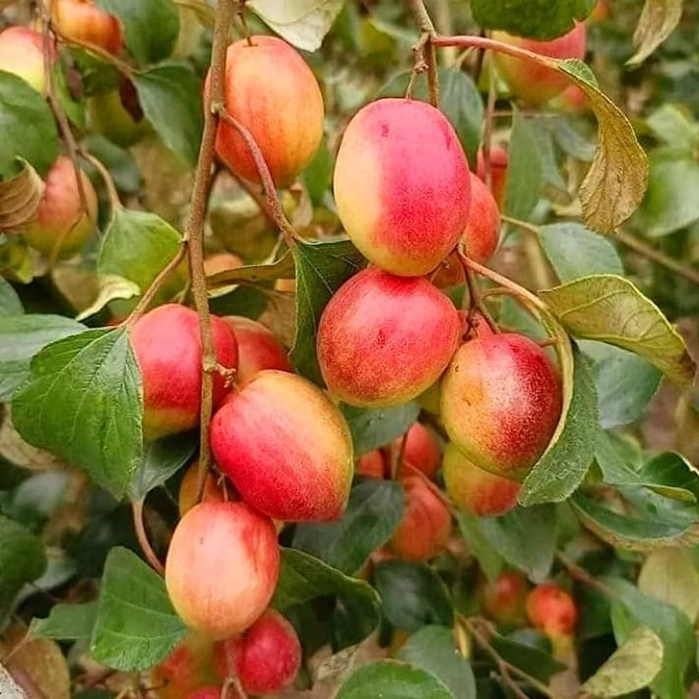 Thai Red Apple Bair Plant  Premium Sweet Jujube Variety for Pakistani Climate
