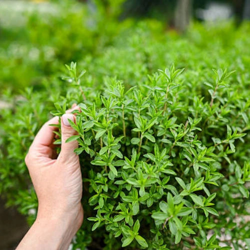 Thyme Herb Seeds   /    Grow Aromatic & Medicinal Herb