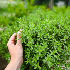 Thyme Herb Seeds   /    Grow Aromatic & Medicinal Herb