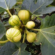 Tiger Fig Grafted Plant (2 Years, 45 ft)  Rare Striped Figs in Pakistan