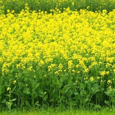 Hybrid Torya Sarson ( ) Seeds