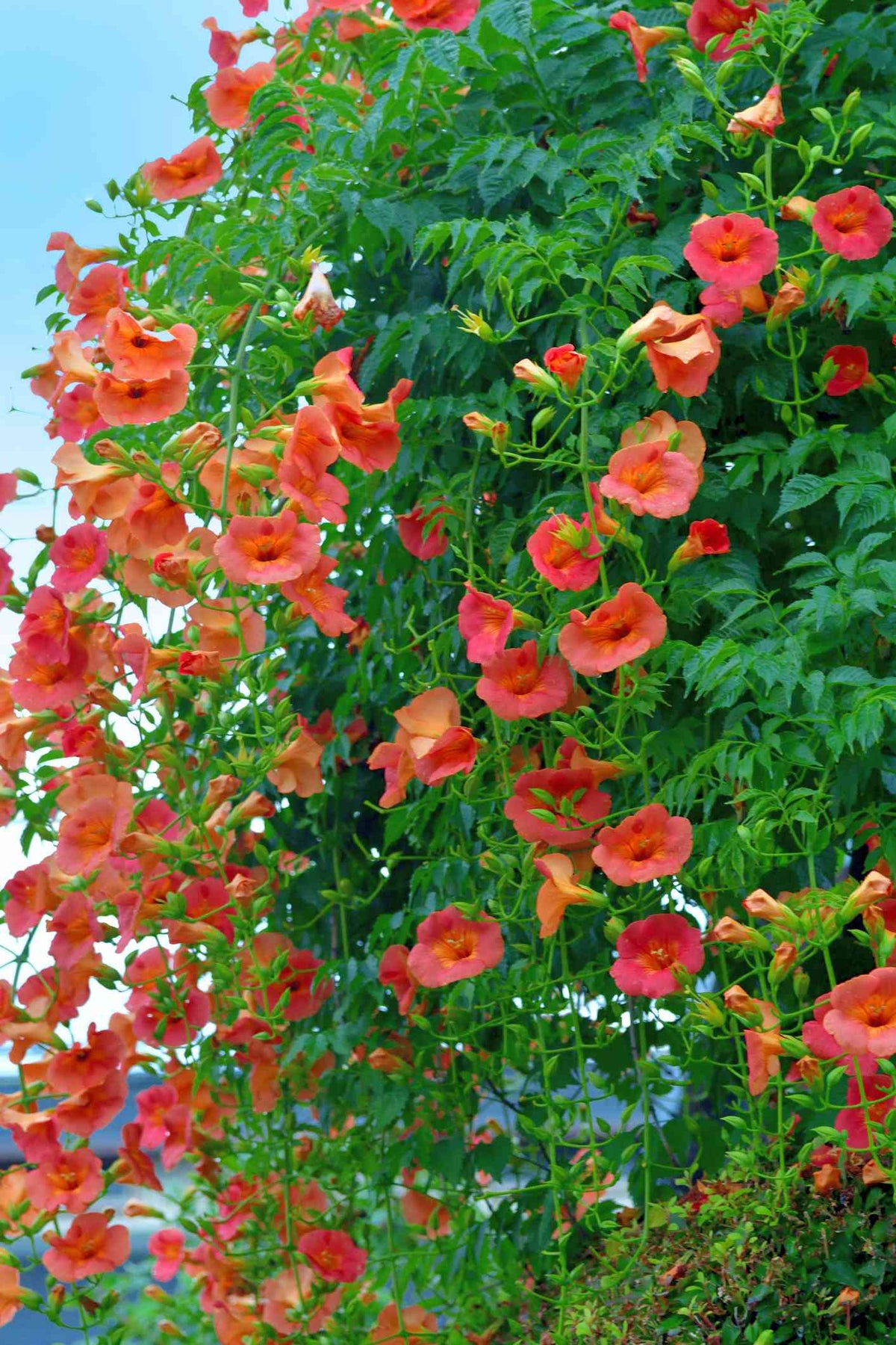 Train Vine Plant  Fast-Growing Decorative Climber for Home & Garden