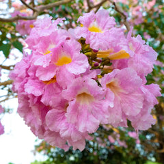 Tabebuia Plant (Tabobia) | Trumpet Tree with Stunning Flowers