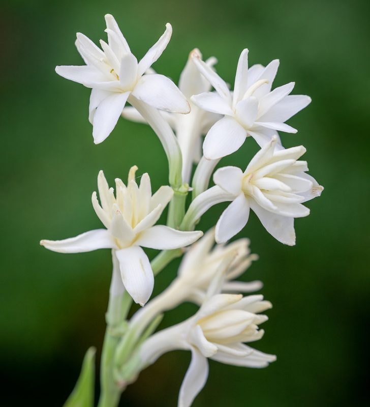 Double Petal Tube Rose (50 bulbs)