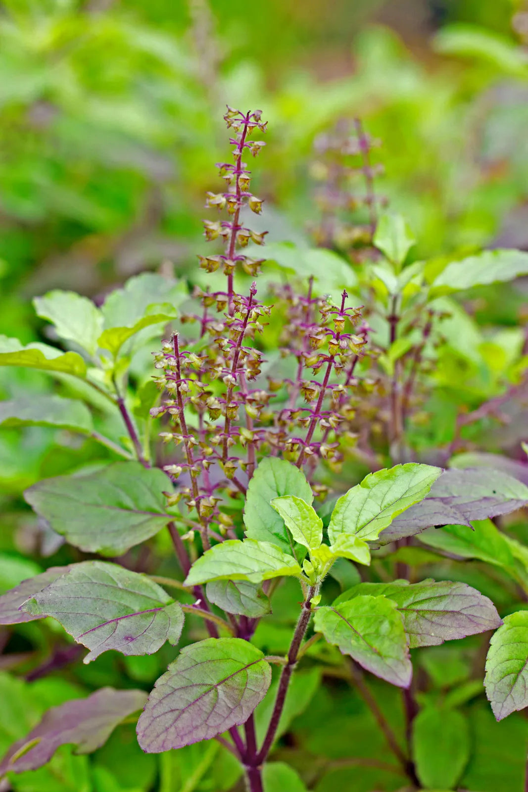 Tulsi Plant  Holy Basil for Health, Fragrance & Spiritual Peace