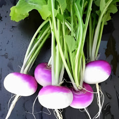 Buy Hybrid Turnip Seeds (Shaljam)  Fast-Growing Winter Vegetable in Pakistan