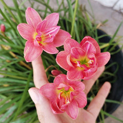 Rain Lily Hybrid Aspata – Patterned Premium Bulb