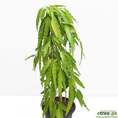 Ulta Ashok Plant  Elegant, Fast-Growing Ornamental Tree for Home Gardens