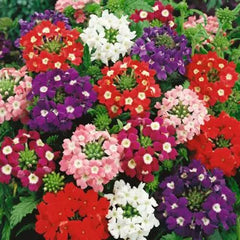 Verbena Hybrida Mix Seeds in Pakistan  Long-Lasting Multi-Color Flowering Plants